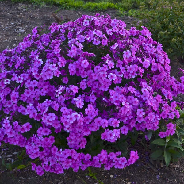 'Cloudburst' Tall Cushion Phlox 3 'Cloudburst' Tall Cushion Phlox - Image 3