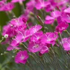 'Firewitch' Dianthus -Flower Shop dianthus firewitch cheddar pinks 3 sw