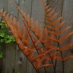 'Brilliance' Autumn Fern -Flower Shop dryopteris brilliance autumn fern 3