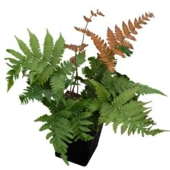 'Brilliance' Autumn Fern -Flower Shop dryopteris brilliance autumn fern 4