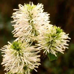 Dwarf Fothergilla -Flower Shop dwarf fothergilla 3