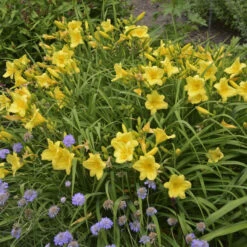 'Happy Returns' Daylily 7 'Happy Returns' Daylily -Flower Shop e48005ce5145ec7b2eece436dbbb275c