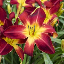 Rainbow Rhythm® 'Ruby Spider' Daylily 7 Rainbow Rhythm® 'Ruby Spider' Daylily -Flower Shop e733f097c1ead2fcaa10f5dc96466246