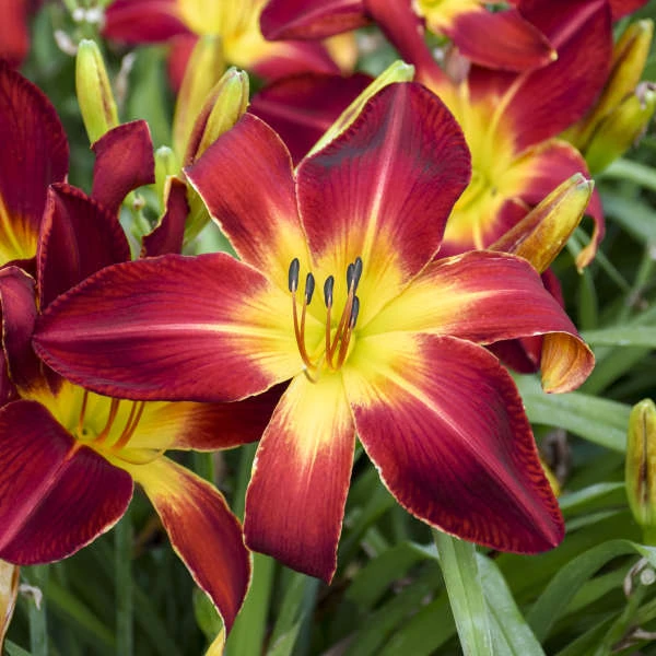 Rainbow Rhythm® 'Ruby Spider' Daylily 3 Rainbow Rhythm® 'Ruby Spider' Daylily - Image 3