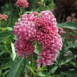 'Cinderella' Swamp Milkweed -Flower Shop e875376c1fcd48a2118c85d58edb52a1