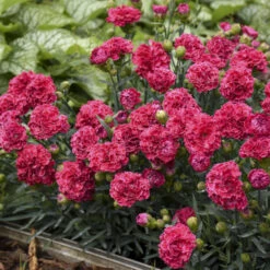 Fruit Punch® 'Raspberry Ruffles' Dianthus -Flower Shop e87edf696373a284d9438c94dccc133f