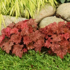 Primo® 'Peachberry Ice' Coral Bells 8 Primo® 'Peachberry Ice' Coral Bells -Flower Shop e9fd68841bf7a4e057ea29358fd1d5fc