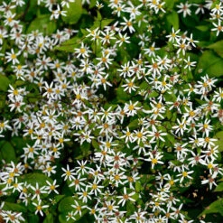 'Eastern Star' White Wood Aster