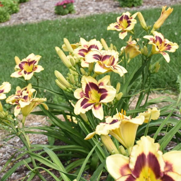 Rainbow Rhythm® 'Star Of The North' Daylily 3 Rainbow Rhythm® 'Star Of The North' Daylily - Image 3