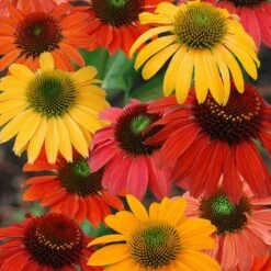 'Cheyenne Spirit' Coneflower -Flower Shop echinacea cheyenne spririt coneflower 3