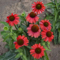 Color Coded™ 'Frankly Scarlet' Coneflower -Flower Shop echinacea franklyscarlet coneflower 3