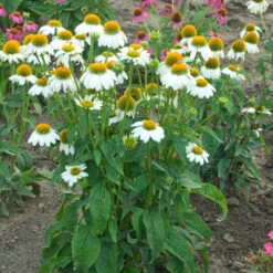 PowWow® White Coneflower -Flower Shop echinacea pow wow white 3