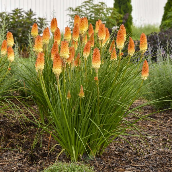 Pyromania® 'Hot And Cold' Red Hot Poker 3 Pyromania® 'Hot And Cold' Red Hot Poker - Image 3