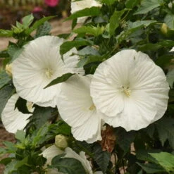 'Marshmallow Moon' Perennial Hibiscus -Flower Shop ed8299824e1295ff82956d59535837a6