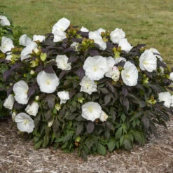 Summerific® 'Cookies And Cream' Perennial Hibiscus 6 Summerific® 'Cookies And Cream' Perennial Hibiscus -Flower Shop ef1859efc0a5ef319c1b78b5577cfee5