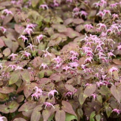 'Pretty In Pink' Barrenwort -Flower Shop epimedium barrenwort prettyinpink 2