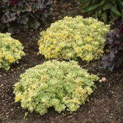 Rock 'N Low® 'Boogie Woogie' Stonecrop -Flower Shop f024e42c42e5615e78b9e1e35acfbd6a