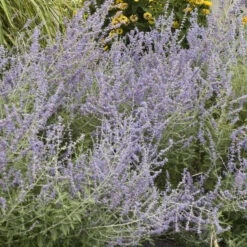 Russian Sage