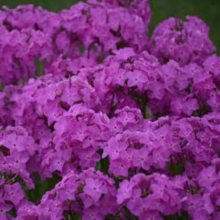 'Opening Act Ultrapink' Hybrid Phlox 6 'Opening Act Ultrapink' Hybrid Phlox -Flower Shop f9b7b1ce9aede9587dc8d738e9108075