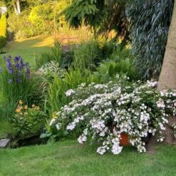 Fairytrail Bride™ Cascade Hydrangea™ -Flower Shop fairytrail bride cascading hydrangea 3 sw