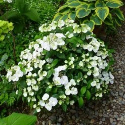 Fairytrail Bride™ Cascade Hydrangea™ -Flower Shop fairytrail bride cascading hydrangea 4 sw
