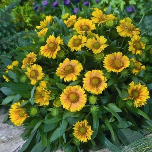 'Arizona Apricot' Blanket Flower 5 'Arizona Apricot' Blanket Flower - Image 5