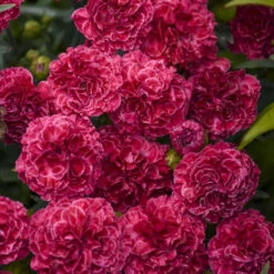 Fruit Punch® 'Raspberry Ruffles' Dianthus -Flower Shop fd97f530b14e3eea63e016fcf12ade4b