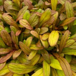 Feathered Friends™ 'Fancy Finch' Bugleweed -Flower Shop feathered friends fancy finch bugleweed 2