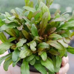 Feathered Friends™ 'Fancy Finch' Bugleweed -Flower Shop feathered friends fancy finch bugleweed 3