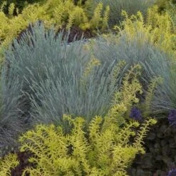 'Boulder Blue' Blue Fescue -Flower Shop festuca boulder blue fescue 2 sw