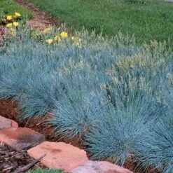 'Boulder Blue' Blue Fescue -Flower Shop festuca boulder blue fescue 4 sw