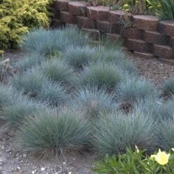 'Boulder Blue' Blue Fescue -Flower Shop festuca boulder blue fescue 5 sw