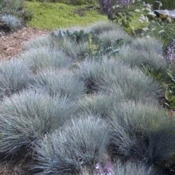 'Boulder Blue' Blue Fescue -Flower Shop festuca boulder blue fescue 6 sw
