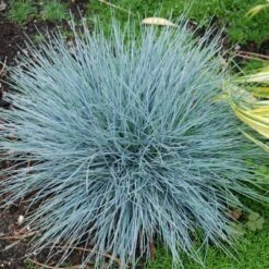 'Boulder Blue' Blue Fescue -Flower Shop festuca boulder blue fescue 8 sw