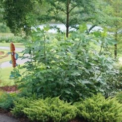 'Chicago Hardy' Fig -Flower Shop ficus chicago hardy 3 sw