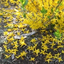 Flying Machine® Forsythia -Flower Shop forsythia flying machine 2 P sw