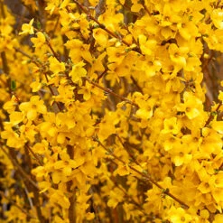 Show Off® Forsythia -Flower Shop forsythia show off 3 P