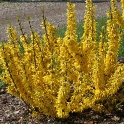 Show Off® Sugar Baby® Forsythia 8 Show Off® Sugar Baby® Forsythia -Flower Shop forsythia show off sugar baby flowering forsythia 3
