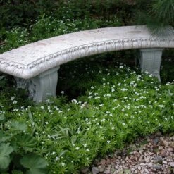 Sweet Woodruff 6 Sweet Woodruff -Flower Shop galium odoratum sweet woodruff 2