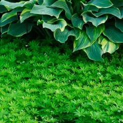 Sweet Woodruff 7 Sweet Woodruff -Flower Shop galium odoratum sweet woodruff 3