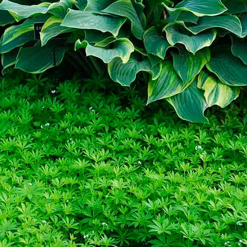 Sweet Woodruff 4 Sweet Woodruff - Image 4