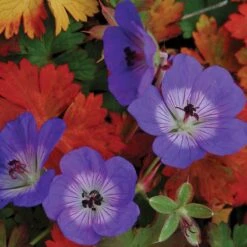 Rozanne® Cranesbill -Flower Shop geranium rozanne cranesbill 2