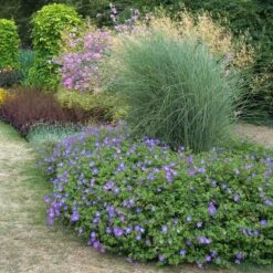 Rozanne® Cranesbill -Flower Shop geranium rozanne cranesbill 3