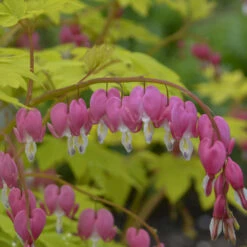 'Gold Heart' Bleeding Heart 6 'Gold Heart' Bleeding Heart -Flower Shop gold heart bleeding heart dicentra 3