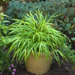 'All Gold' Japanese Forest Grass -Flower Shop hakonechloa all gold 3 b4b0152e 527f 46e9 b89c 36229e31c032 sw