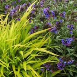 'All Gold' Japanese Forest Grass -Flower Shop hakonechloa all gold 4 b7845a8b cb7b 4bfb ac76 0dd1648d2150 sw