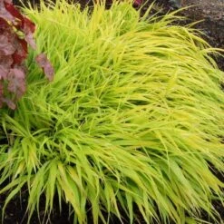 'All Gold' Japanese Forest Grass -Flower Shop hakonechloa all gold 5 3709d58b fe30 4150 9c31 523a2029354f sw