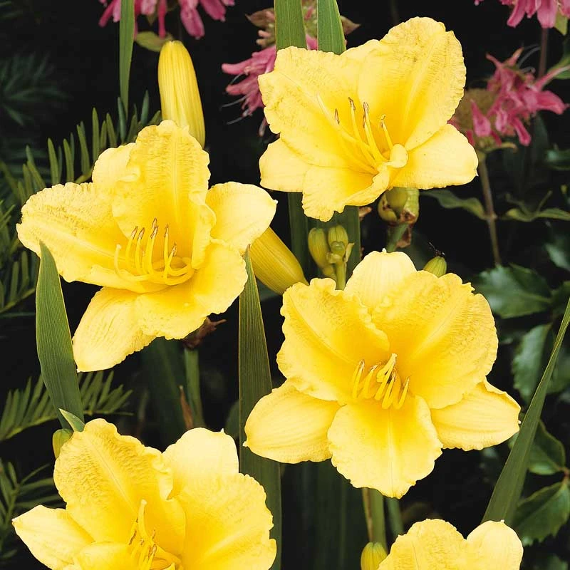 'Happy Returns' Daylily 1 'Happy Returns' Daylily