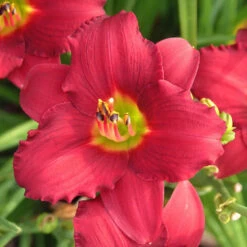 'Pardon Me' Daylily -Flower Shop hemerocallis pardon me daylily 1