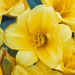 'Stella D'Oro' Daylily -Flower Shop hemerocallis stella doro daylily 2